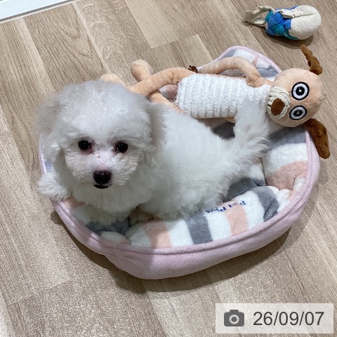 宮城県のビションフリーゼ (ペットプラス 仙台上杉店/2026年7月3日生まれ/男の子/ホワイト)の子犬の3枚目の画像