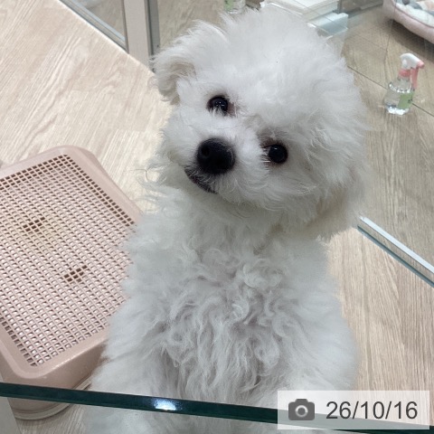 ビション・フリーゼの写真