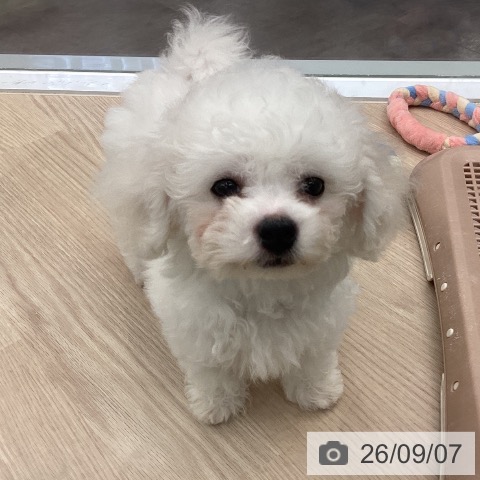 埼玉県のビションフリーゼ (ペットプラス 川口店/2026年7月3日生まれ/男の子/ホワイト)の子犬の3枚目の画像