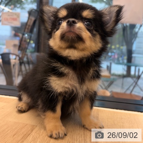 チワワの写真