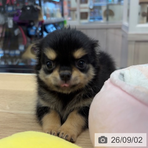チワワの写真