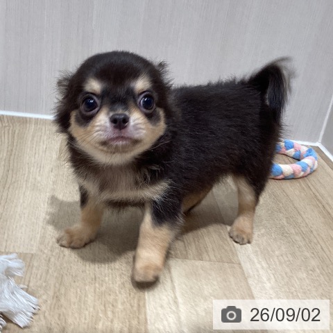 チワワの写真