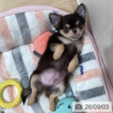 チワワの写真