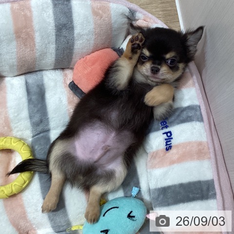 チワワの写真
