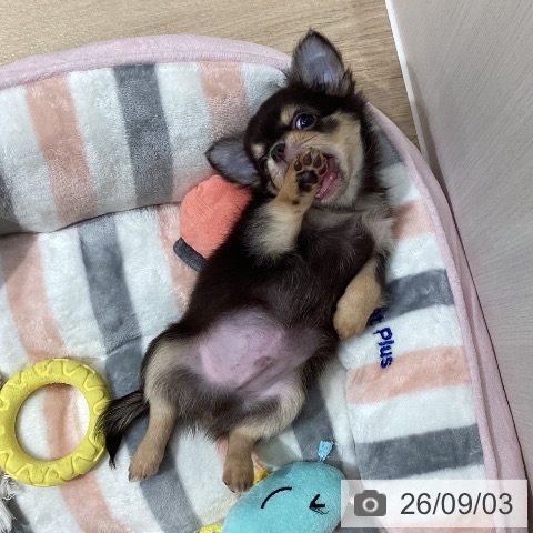 チワワの写真