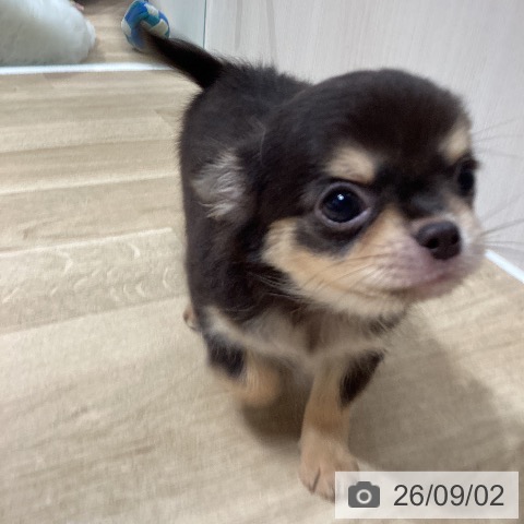 チワワの写真