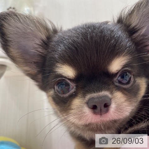 チワワの写真