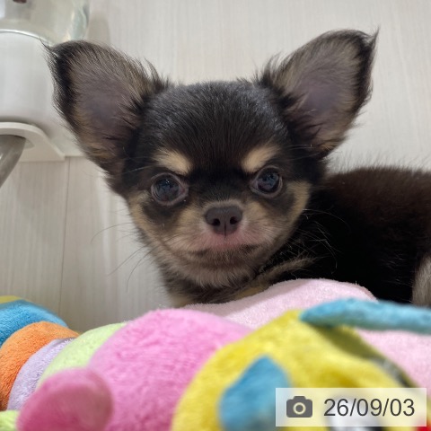 チワワの写真