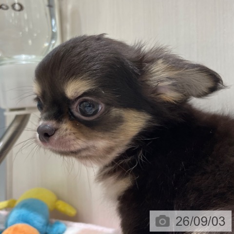 チワワの写真