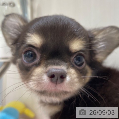 チワワの写真