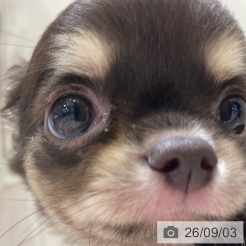チワワの写真