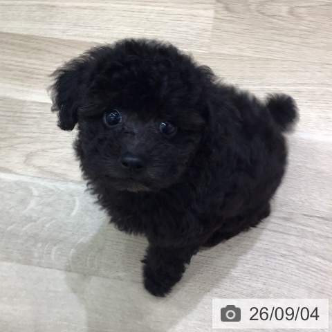 岐阜県のトイプードル(トイ) (ペットプラス 各務原店/2026年7月2日生まれ/女の子/ブラック)の子犬の4枚目の画像