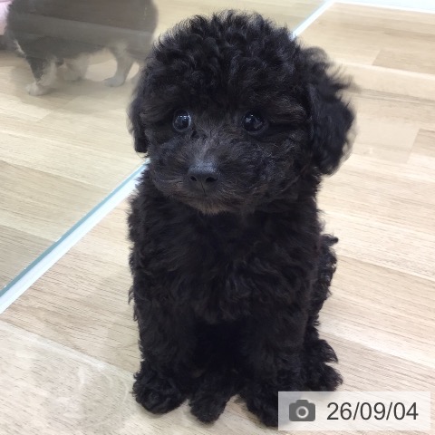 岐阜県のトイプードル(トイ) (ペットプラス 各務原店/2026年7月2日生まれ/女の子/ブラック)の子犬の3枚目の画像