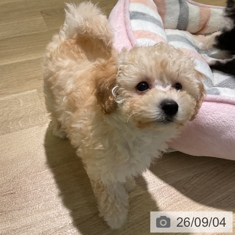愛知県のトイプードル(トイ) (ペットプラス 岡崎店/2026年6月29日生まれ/女の子/クリーム)の子犬の3枚目の画像