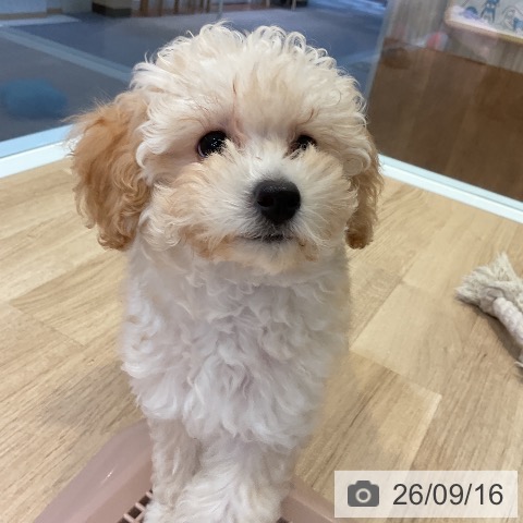 愛知県のトイプードル(トイ) (ペットプラス 岡崎店/2026年6月29日生まれ/女の子/クリーム)の子犬の3枚目の画像
