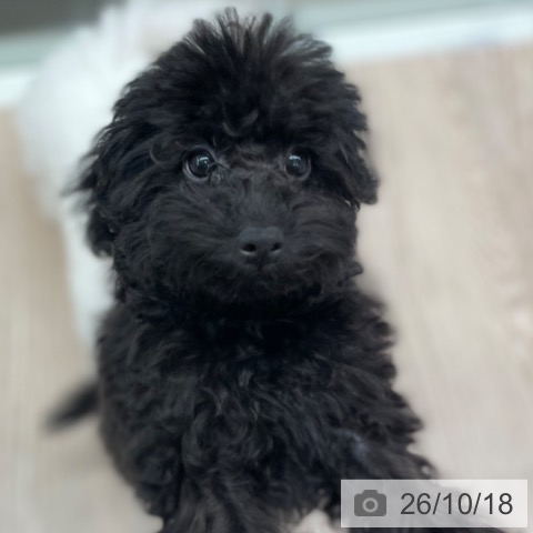 石川県のトイプードル(トイ) (ペットプラス かほく店/2026年6月29日生まれ/女の子/ブラック)の子犬の4枚目の画像