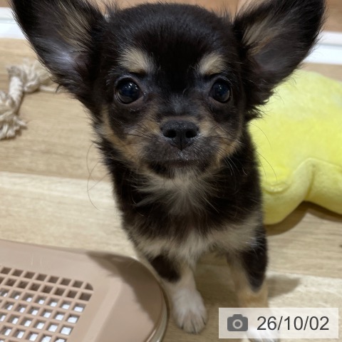 埼玉県のチワワ(ロング) (ペットプラス ららぽーと富士見店/2026年7月2日生まれ/男の子/ブラックタンホワイト)の子犬の3枚目の画像
