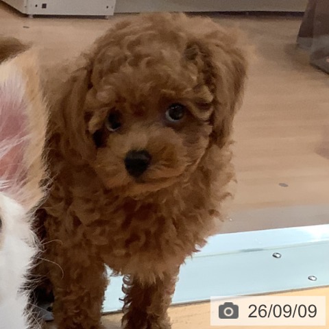 愛知県のトイプードル(トイ) (ペットプラス 名古屋茶屋店/2026年7月3日生まれ/男の子/レッド)の子犬の3枚目の画像