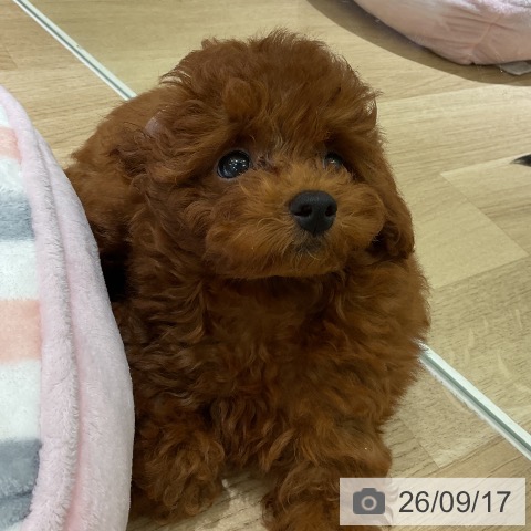 愛知県のトイプードル(トイ) (ペットプラス イオンモール豊川店/2026年6月30日生まれ/男の子/レッド)の子犬の3枚目の画像
