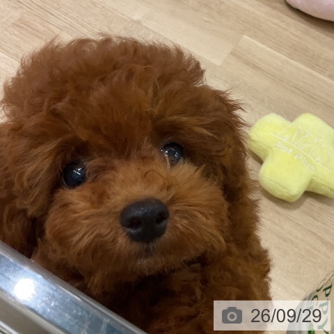 愛知県のトイプードル(トイ) (ペットプラス イオンモール豊川店/2026年6月30日生まれ/男の子/レッド)の子犬の3枚目の画像