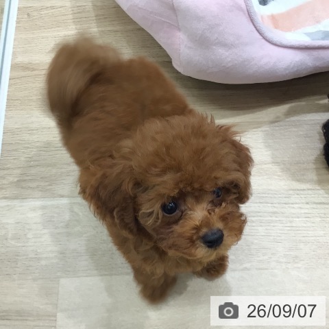 岐阜県のトイプードル(トイ) (ペットプラス 各務原店/2026年6月30日生まれ/男の子/レッド)の子犬の4枚目の画像