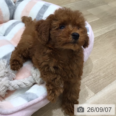 岐阜県のトイプードル(トイ) (ペットプラス 各務原店/2026年6月30日生まれ/男の子/レッド)の子犬の3枚目の画像