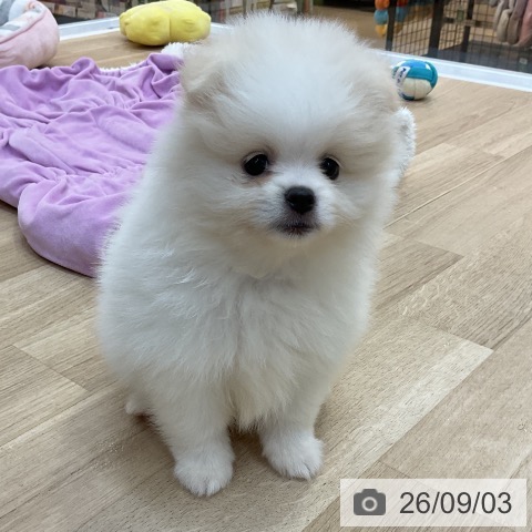 長野県のポメラニアン (ペットプラス 上田店/2026年7月1日生まれ/男の子/ホワイトクリーム)の子犬の4枚目の画像