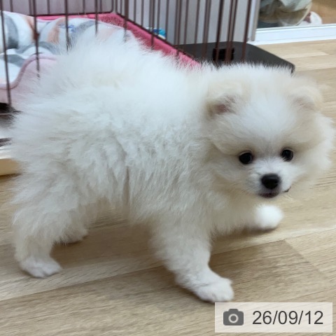 長野県のポメラニアン (ペットプラス 上田店/2026年7月1日生まれ/男の子/ホワイトクリーム)の子犬の4枚目の画像