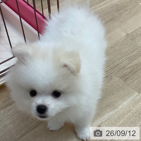 長野県のポメラニアン (ペットプラス 上田店/2026年7月1日生まれ/男の子/ホワイトクリーム)の子犬の3枚目の画像
