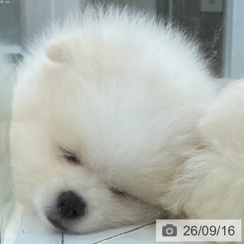 長野県のポメラニアン (ペットプラス 上田店/2026年7月1日生まれ/男の子/ホワイトクリーム)の子犬の4枚目の画像