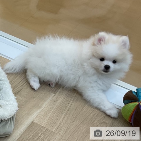 長野県のポメラニアン (ペットプラス 上田店/2026年7月1日生まれ/男の子/ホワイトクリーム)の子犬の3枚目の画像