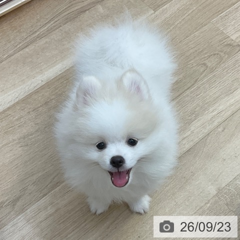 長野県のポメラニアン (ペットプラス 上田店/2026年7月1日生まれ/男の子/ホワイトクリーム)の子犬の4枚目の画像