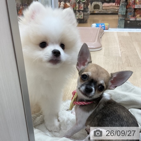 長野県のポメラニアン (ペットプラス 上田店/2026年7月1日生まれ/男の子/ホワイトクリーム)の子犬の3枚目の画像
