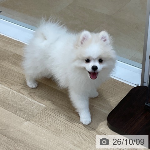 長野県のポメラニアン (ペットプラス 上田店/2026年7月1日生まれ/男の子/ホワイトクリーム)の子犬の3枚目の画像