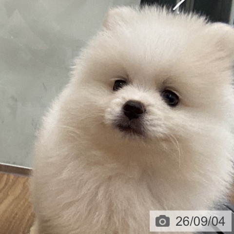 ポメラニアンの写真