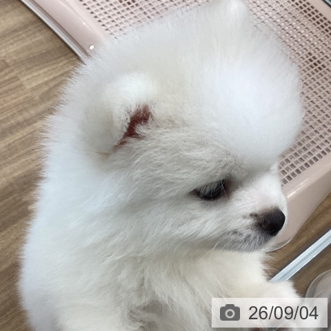 ポメラニアンの写真