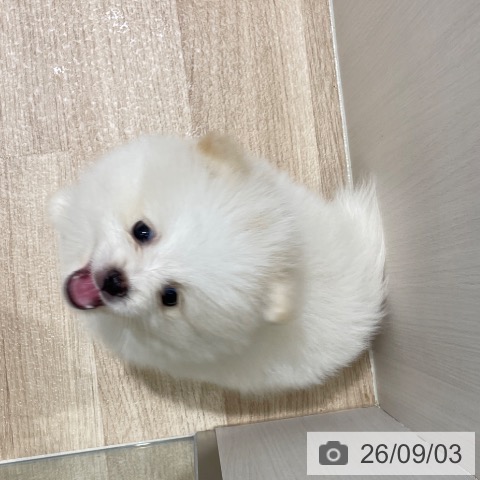 ポメラニアンの写真