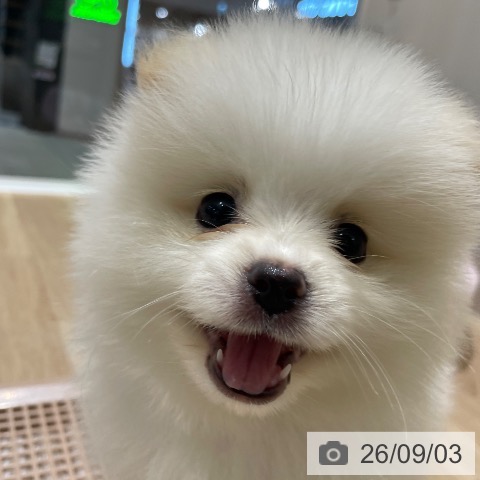 ポメラニアンの写真