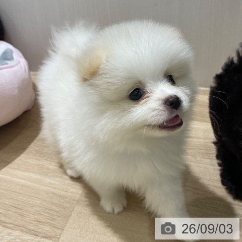ポメラニアンの写真