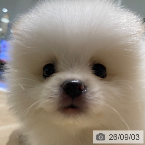 ポメラニアンの写真