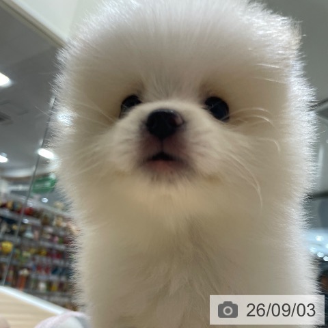 ポメラニアンの写真