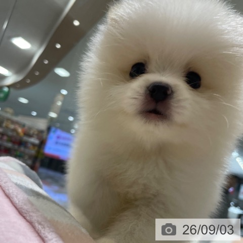 ポメラニアンの写真