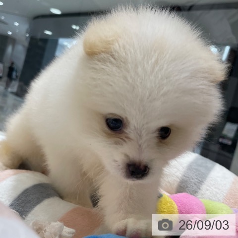 ポメラニアンの写真