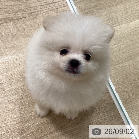 ポメラニアンの写真