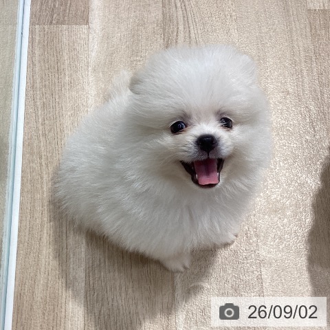 ポメラニアンの写真