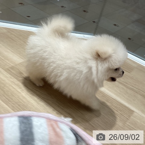 ポメラニアンの写真