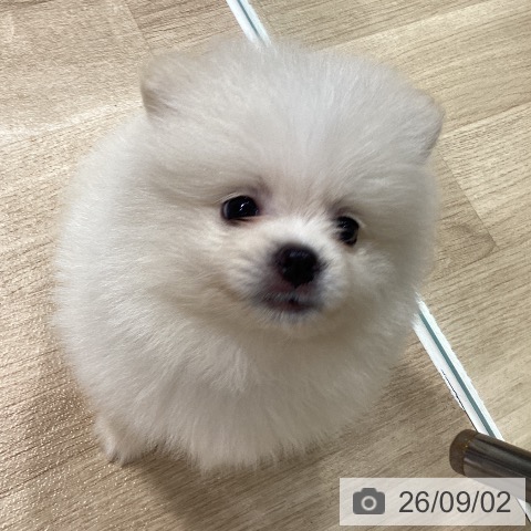 ポメラニアンの写真