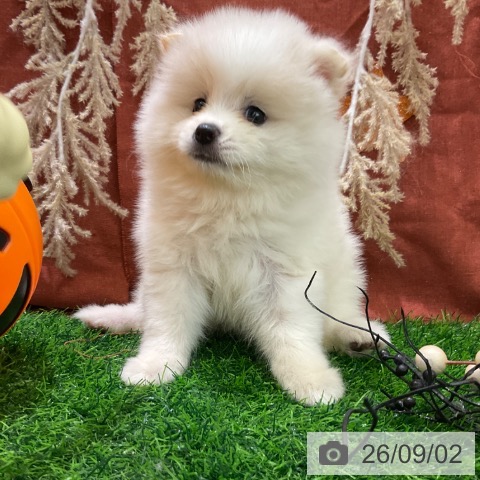 ポメラニアンの写真