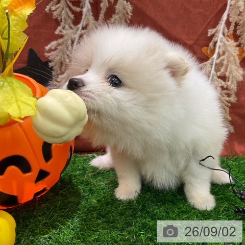 ポメラニアンの写真