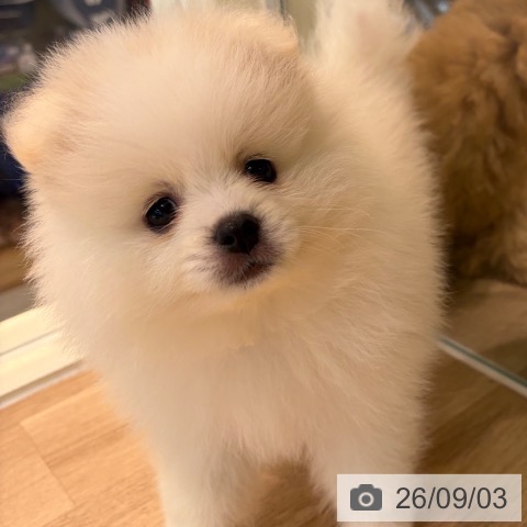 ポメラニアンの写真